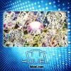 Constellar Custom Playmat CONSTELLAR CUSTOM PLAYMAT